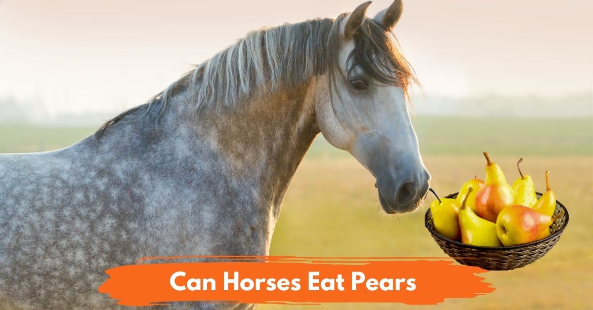 Can Horses Eat Pears social