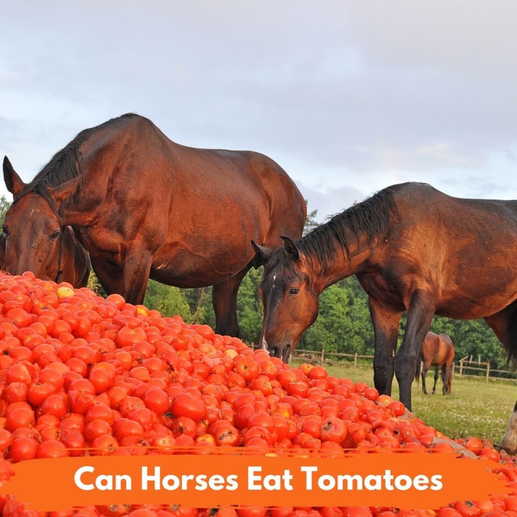Can Horses Eat Tomatoes