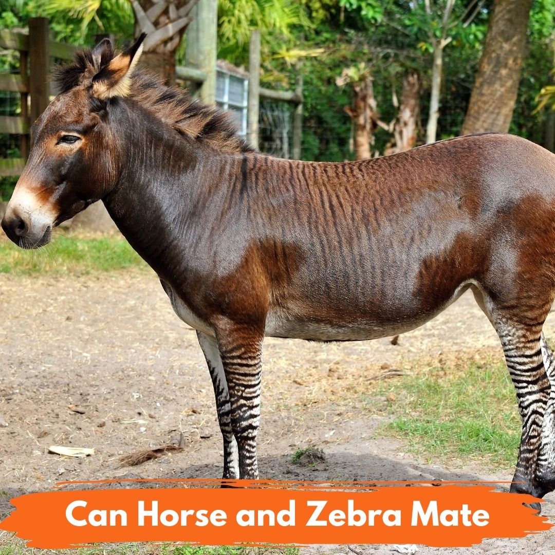 Zebra Horse