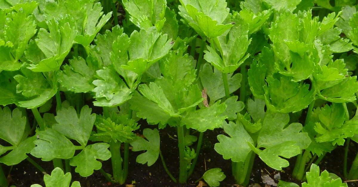 Celery Leaves