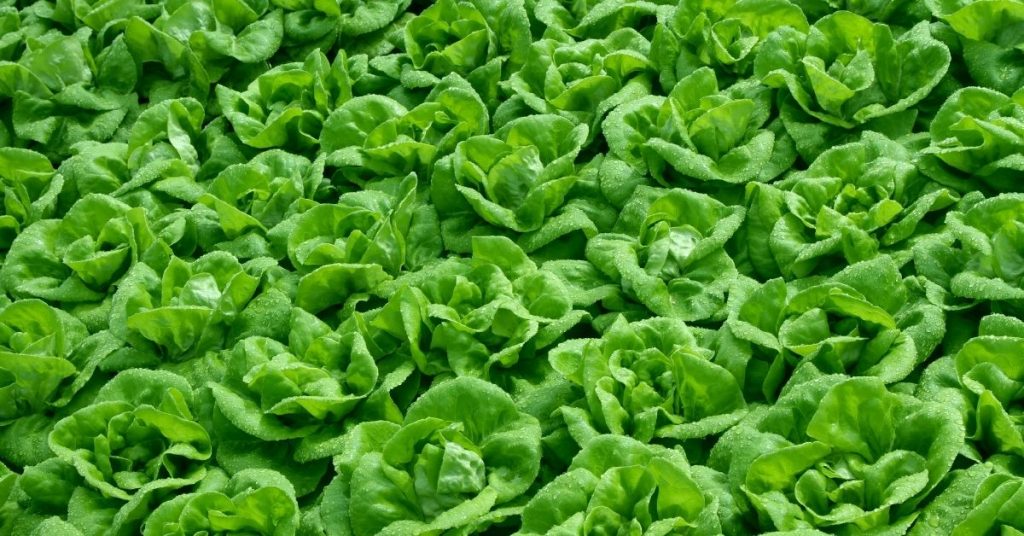 Can Horses Eat Lettuce? National Equine