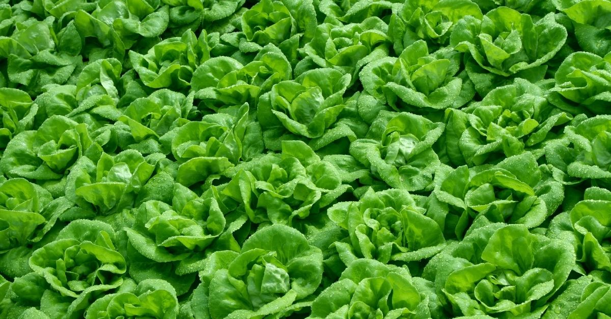 Field of growing lettuce