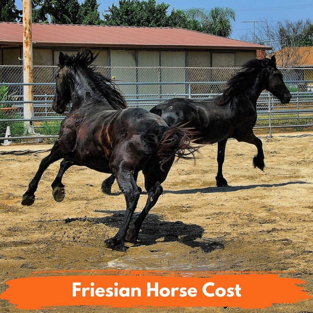 Friesian Horse Cost