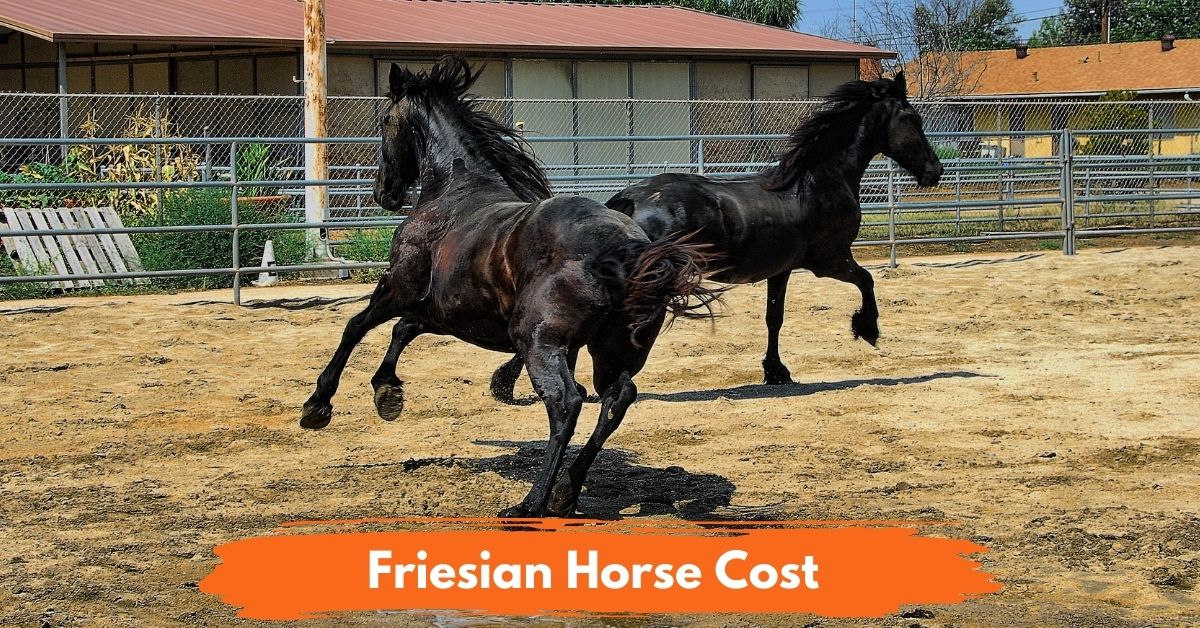 Friesian Horse Cost social
