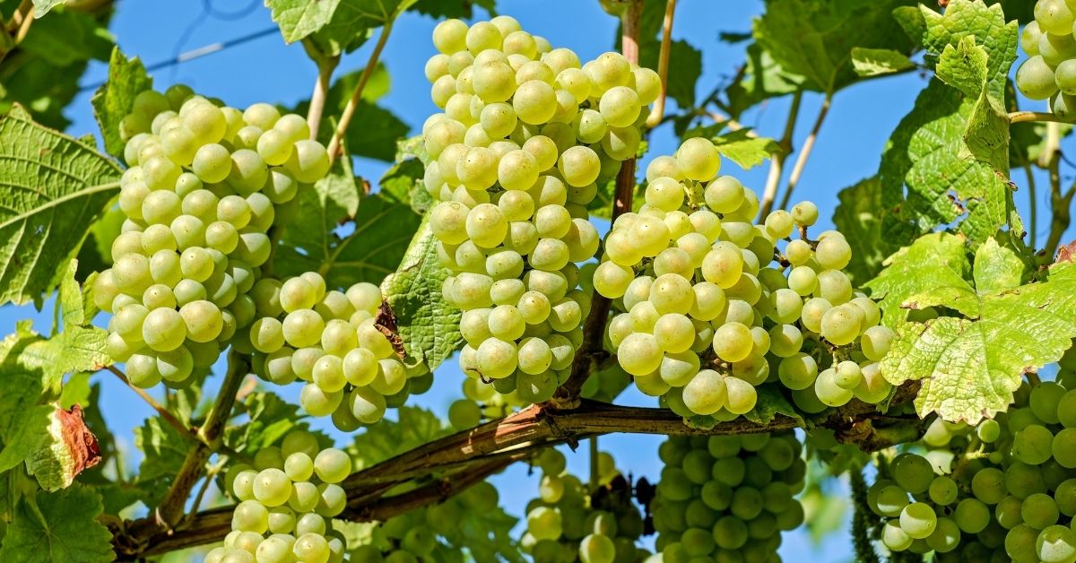 Green Grapes