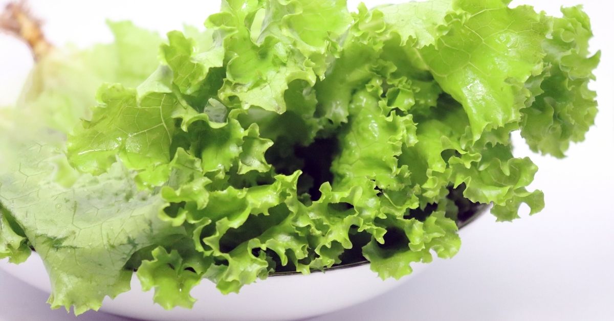 Green colored lettuce leaf on plate