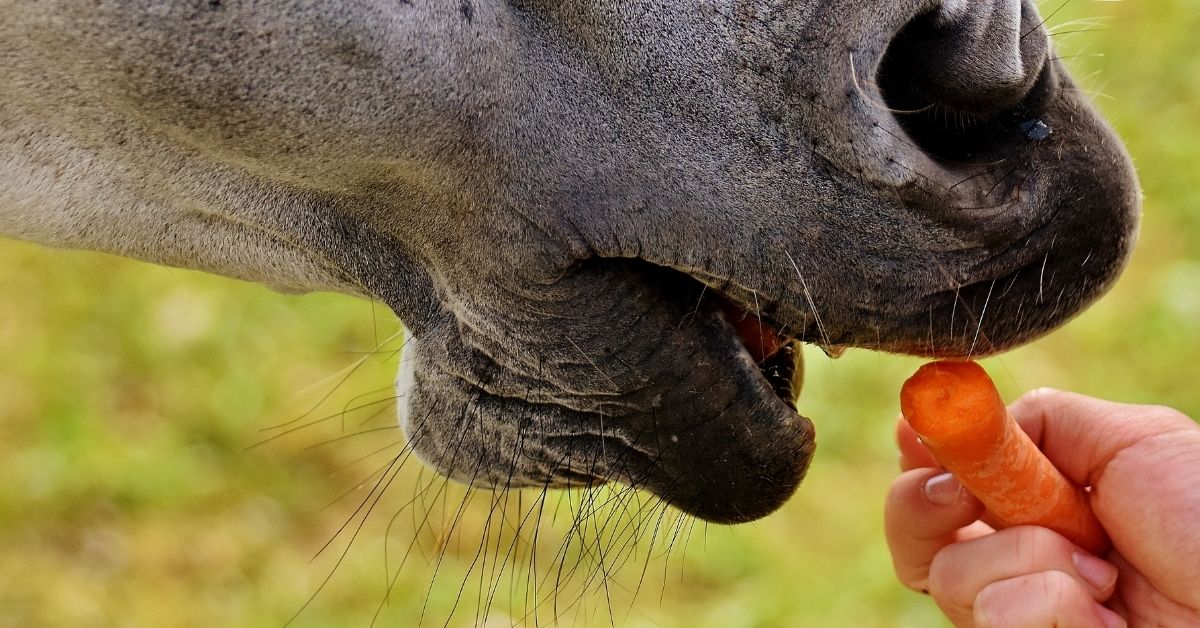 Horse eating carrots