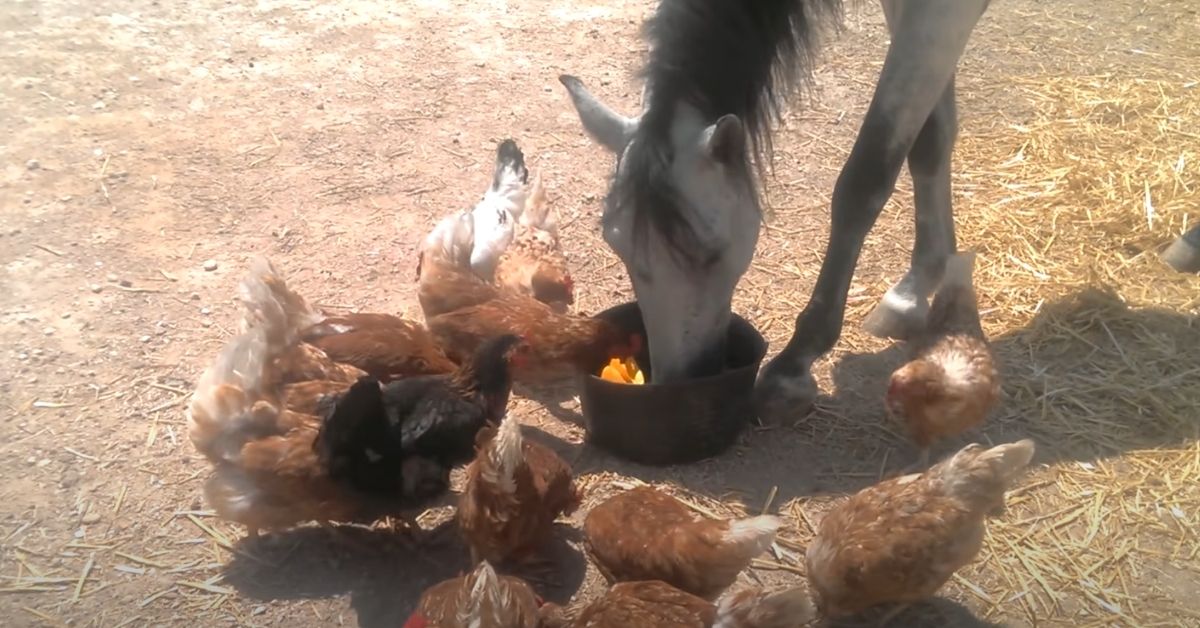 Horse eating chickens