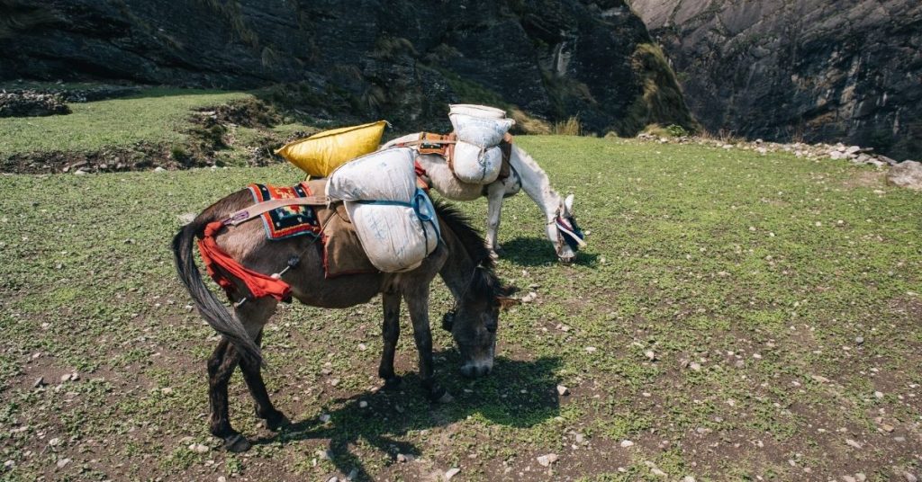 How Much Weight Can A Horse Carry? National Equine