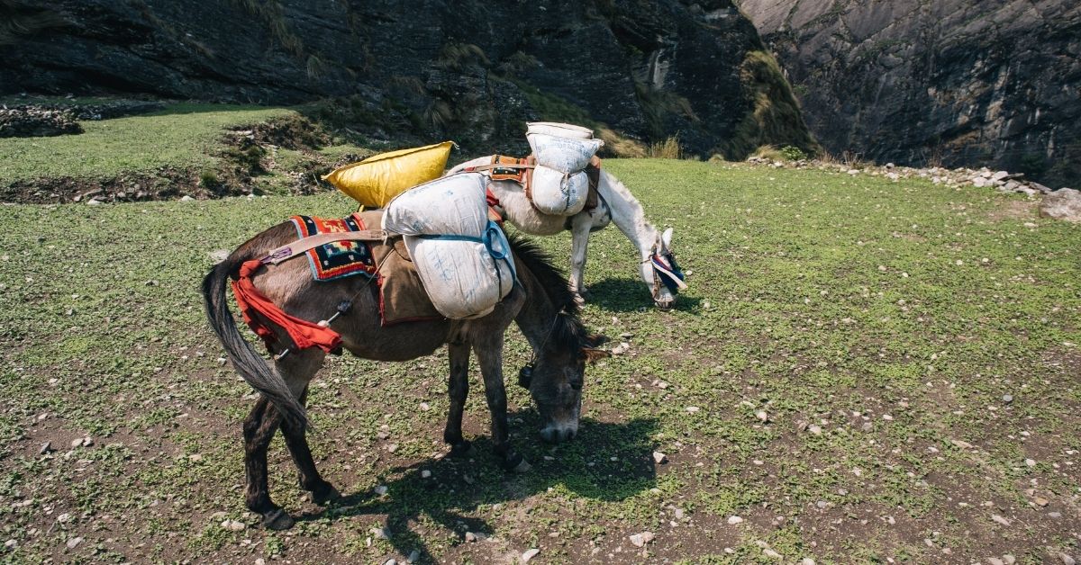 Horse with packed of sack at the back