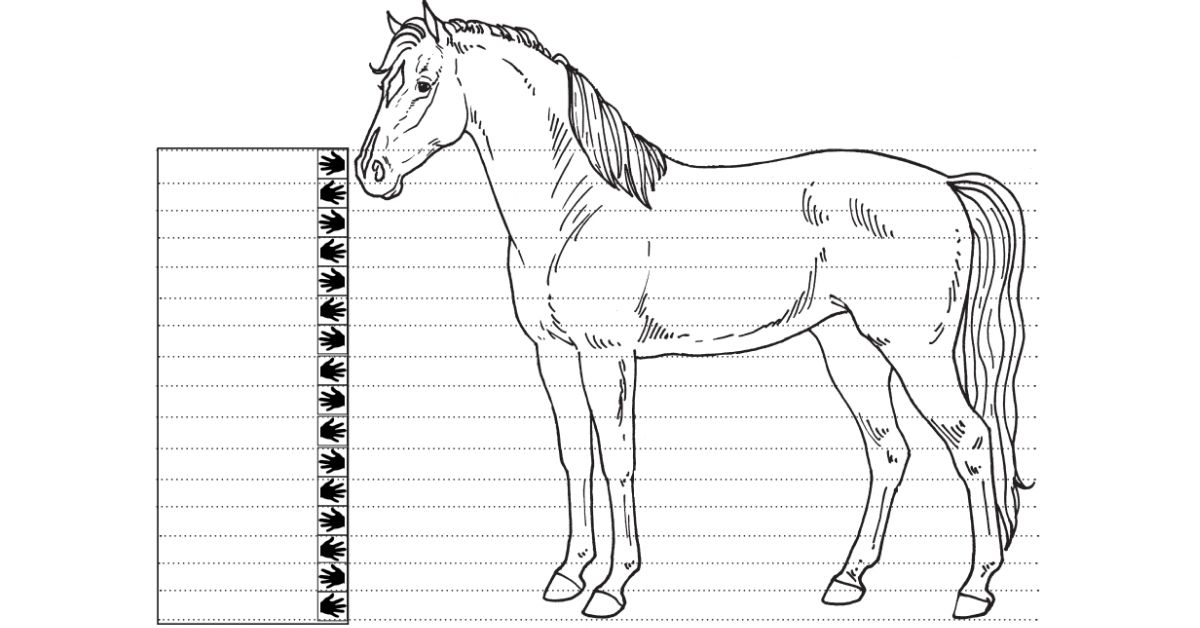 Tough 1 Sure Measure Horse Height & Weight Tape - Vinyl Coated Nylon, Measures In Hands/cm & Estimates Lbs/kg