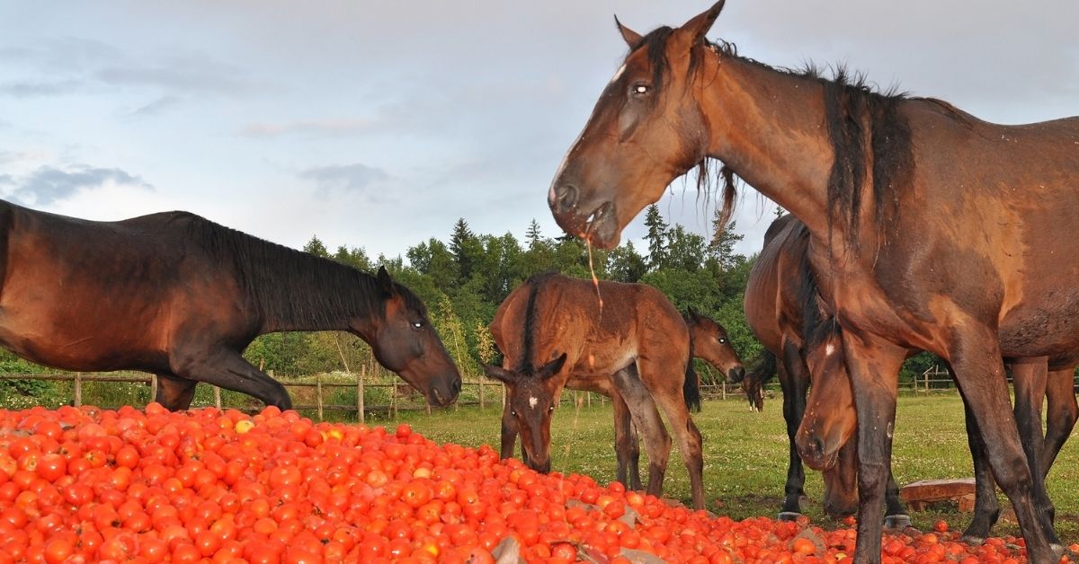 Horses eat a pile of tomato