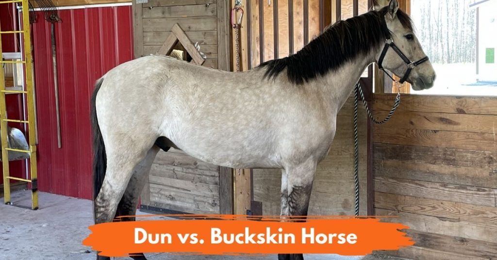 Dun Vs. Buckskin Horse, What's The Difference National Equine