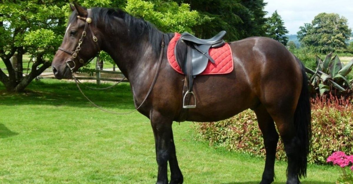 Norman Cob Horse