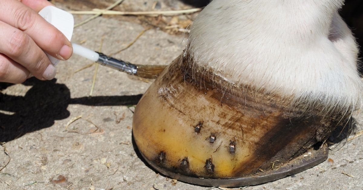 Outer Structures of Horse Hoof