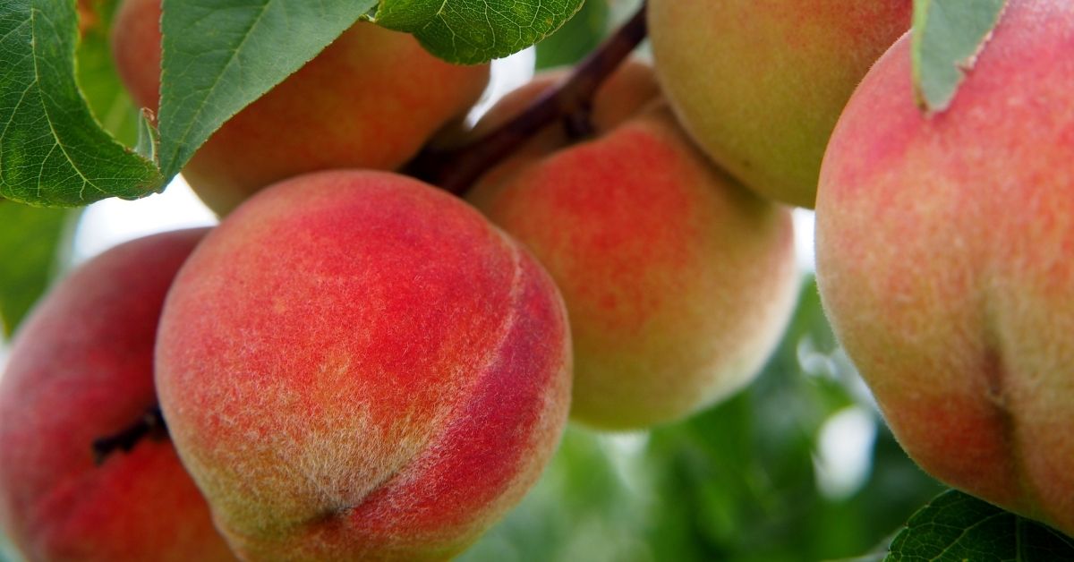 Peach fruits hanging from the tree