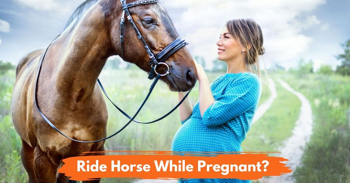 Ride A Horse While Pregnant social