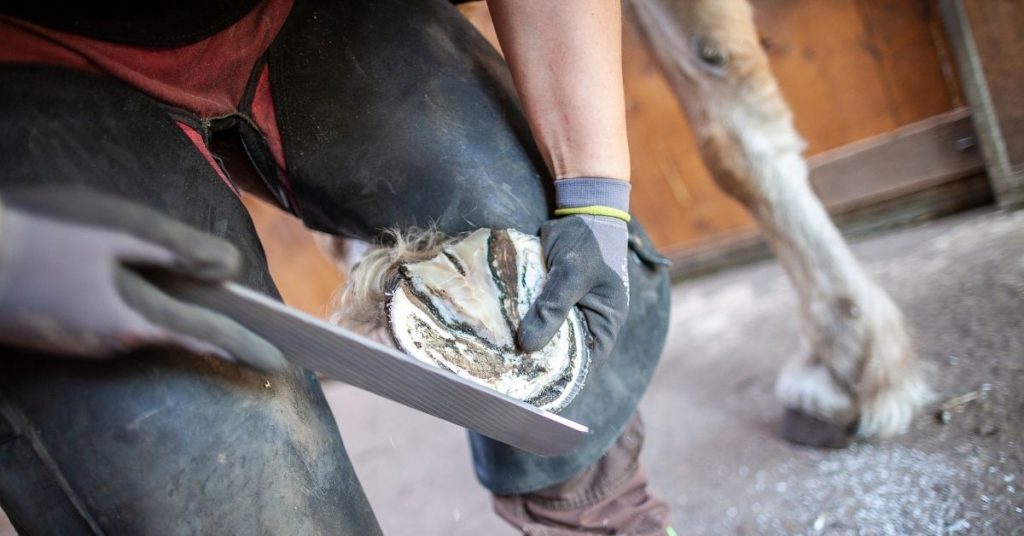 What Horse Hooves Are Made Of? (3 Parts) National Equine