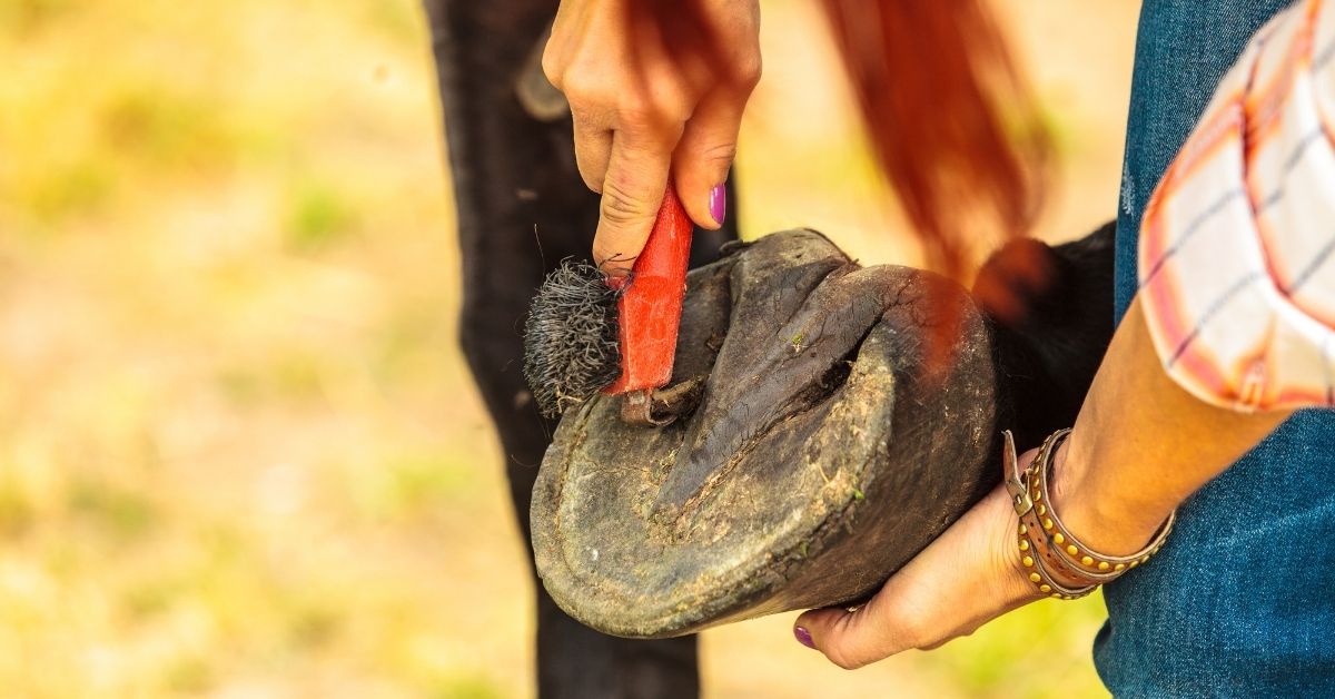 Underneath the Horse Hoof