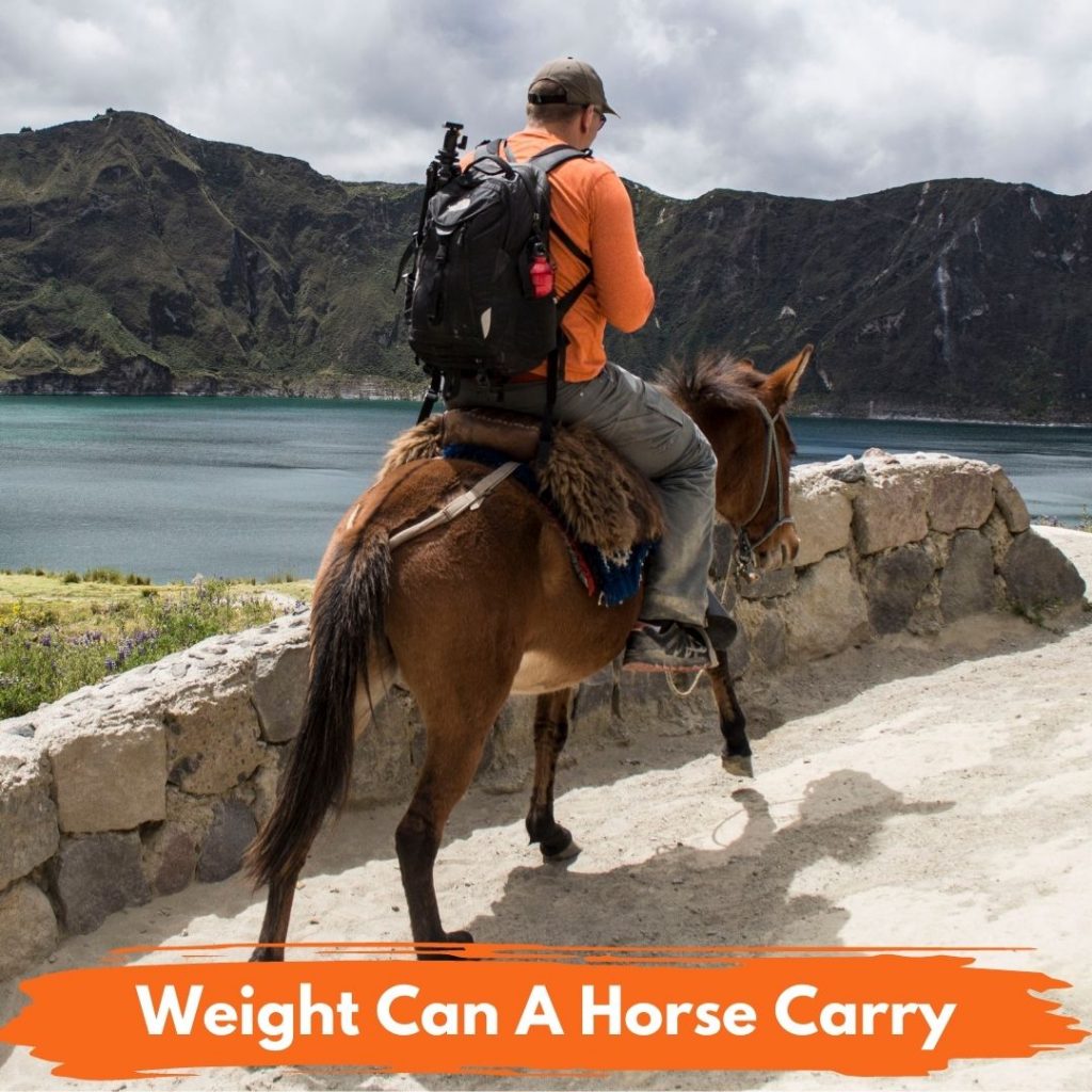 Weight Can A Horse Carry