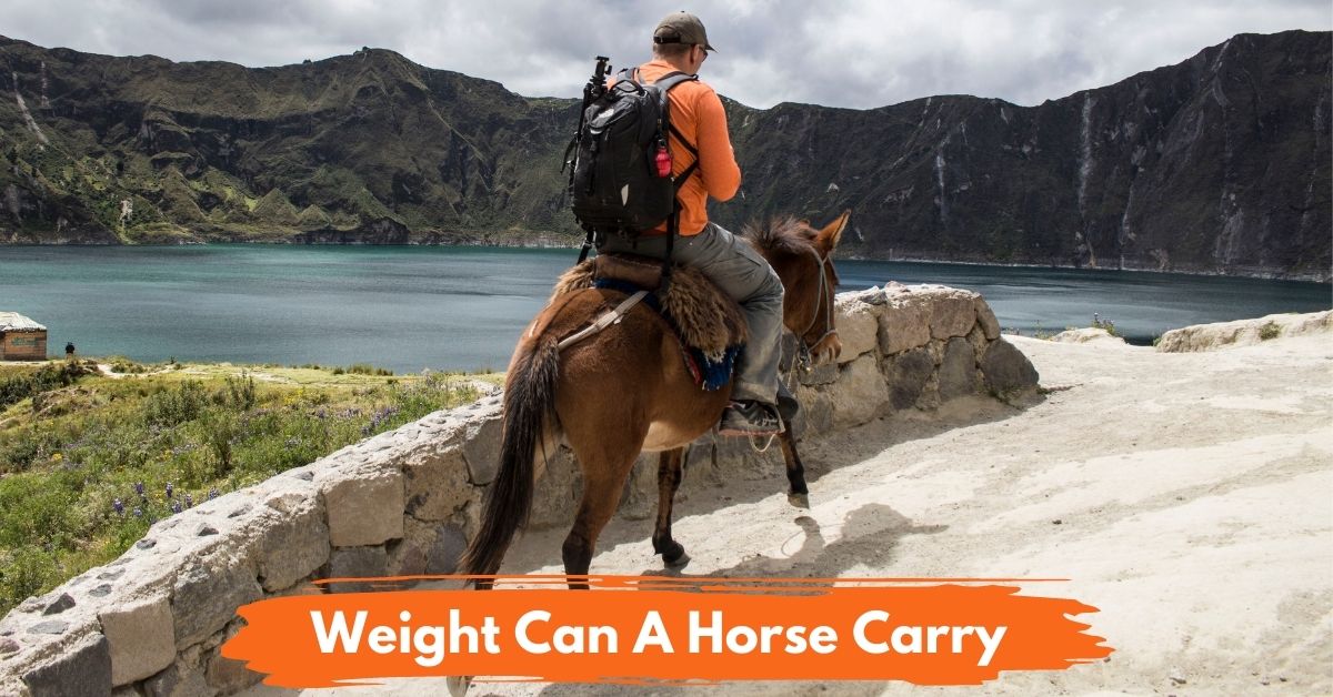 Weight Can A Horse Carry social