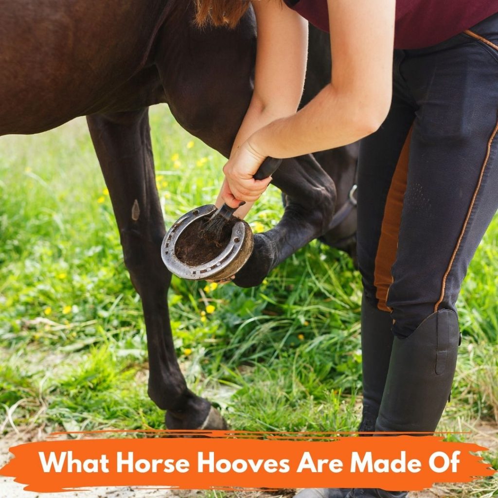 What Horse Hooves Are Made Of