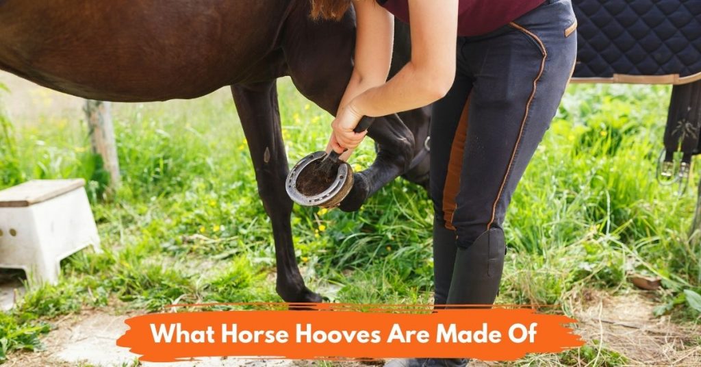 What Horse Hooves Are Made Of? (3 Parts) National Equine