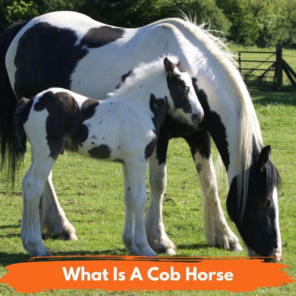 What Is A Cob Horse