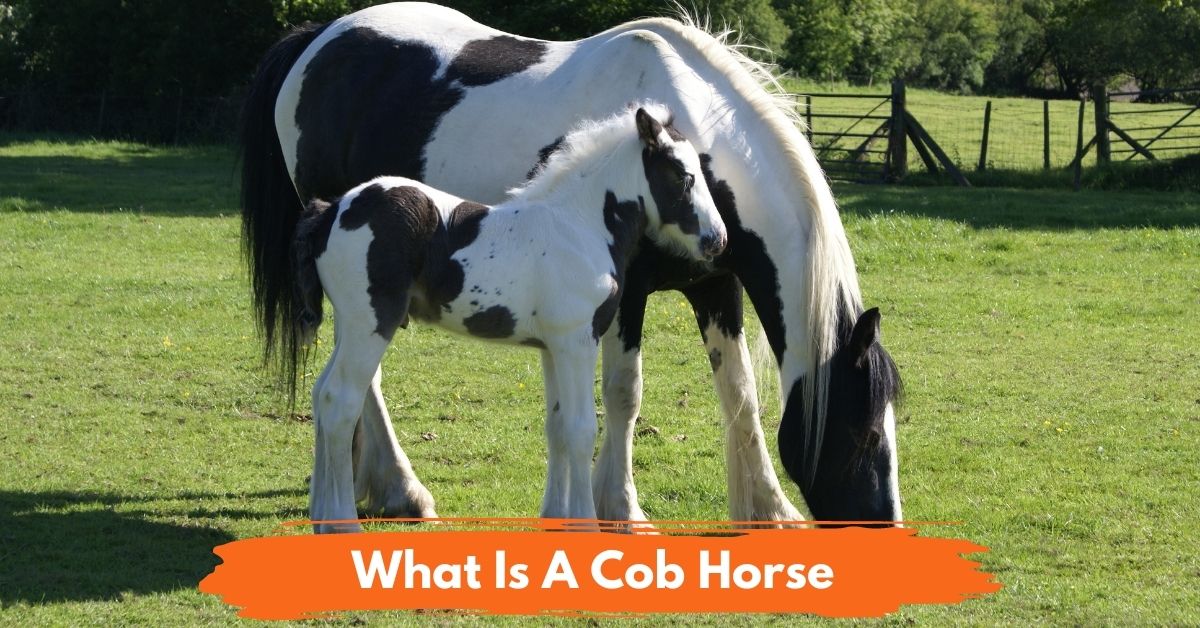 What Is A Cob Horse social