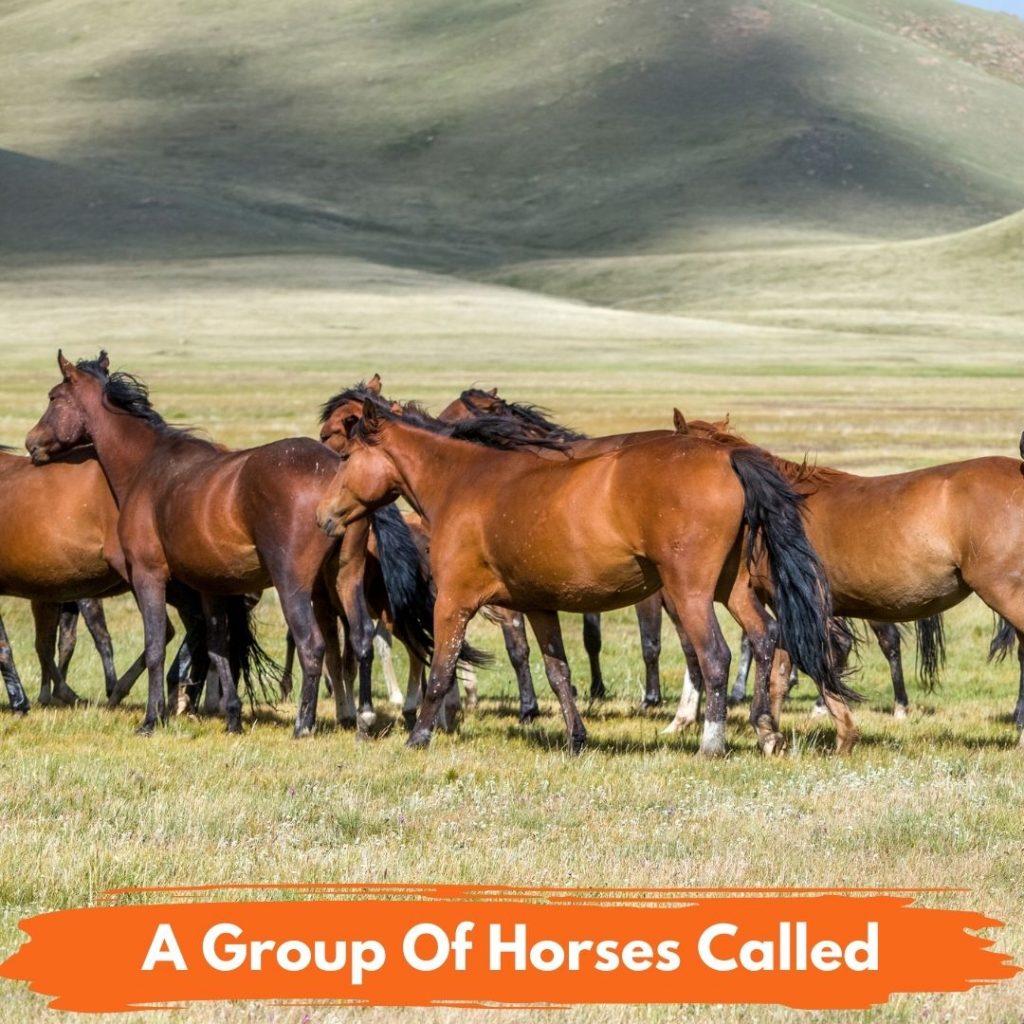 What Is A Group Of Horses Called