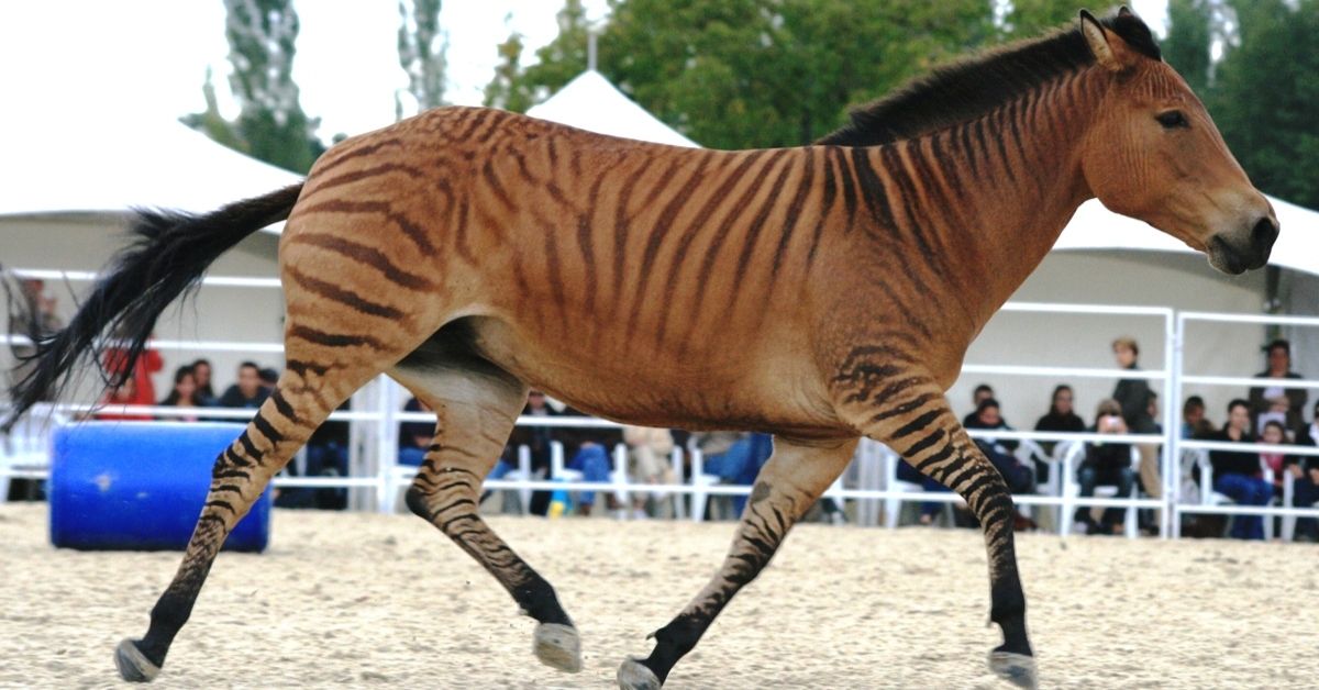 Zebroid is running