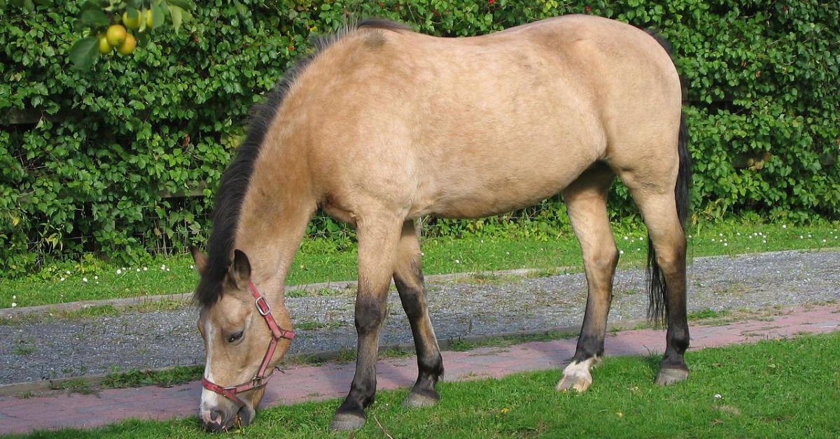 a buckskin horse is eating grass