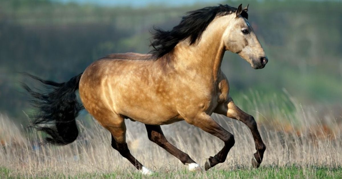 a buckskin horse is running