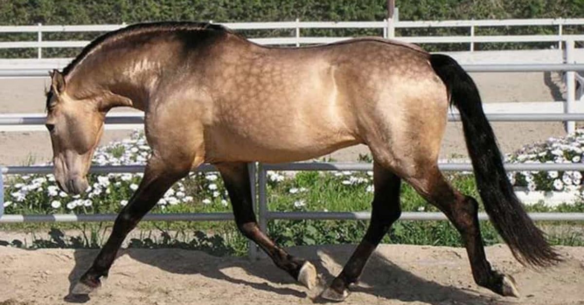 a buckskin horse is walking