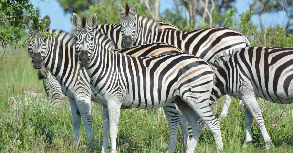 a group of zebra