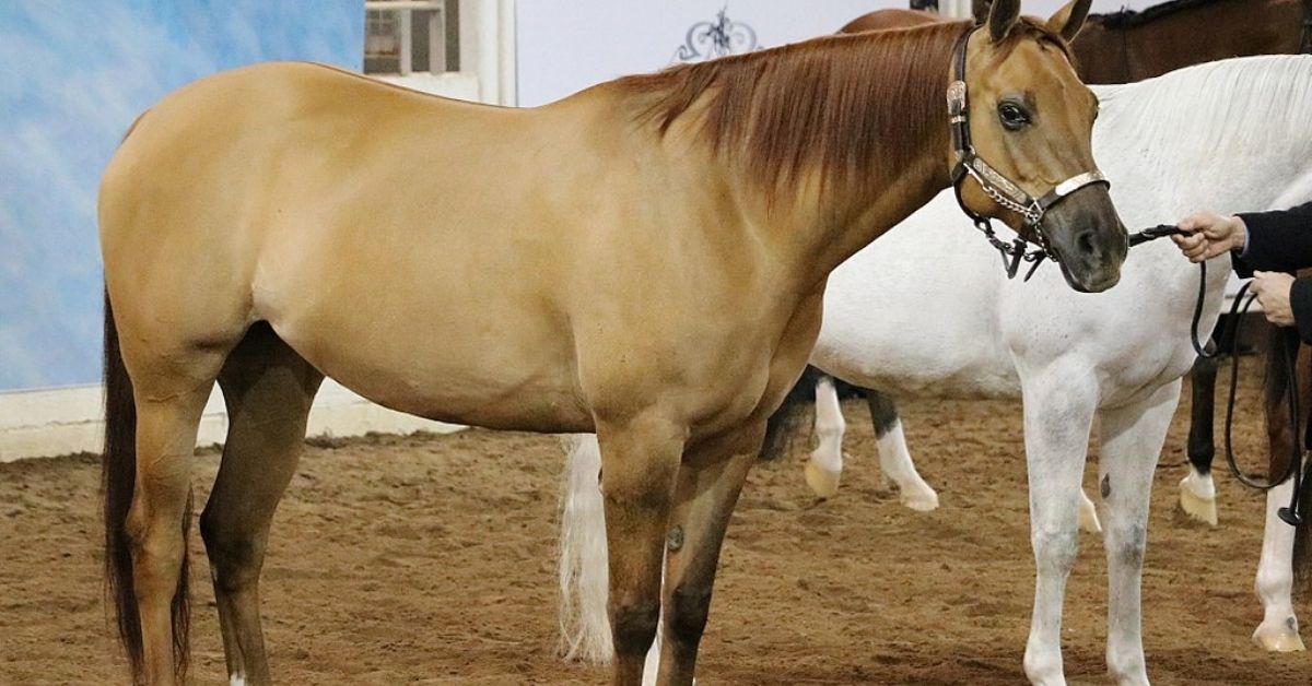 a red dun horse