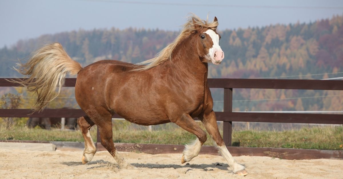 amazing welsh cob horse running