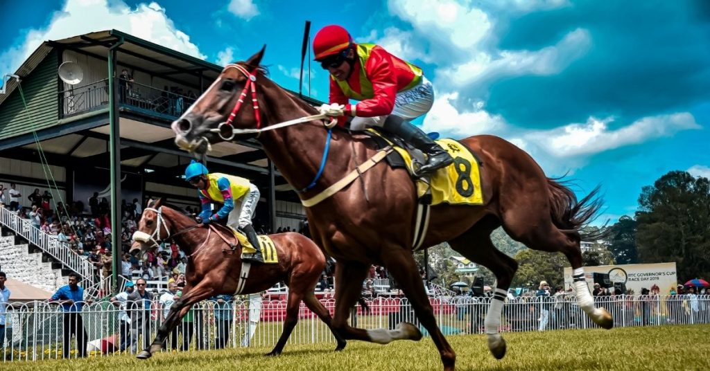 How Much Does An Arabian Horse Cost? National Equine