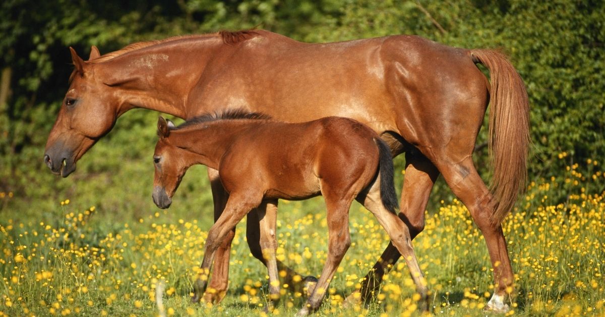 arabian horse with foal in field