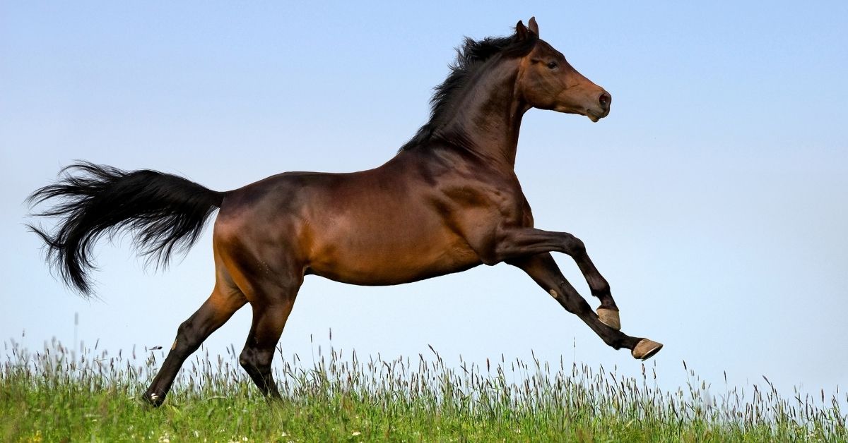 bay arabian galloping horse