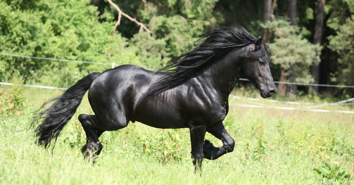 black friesian stallion