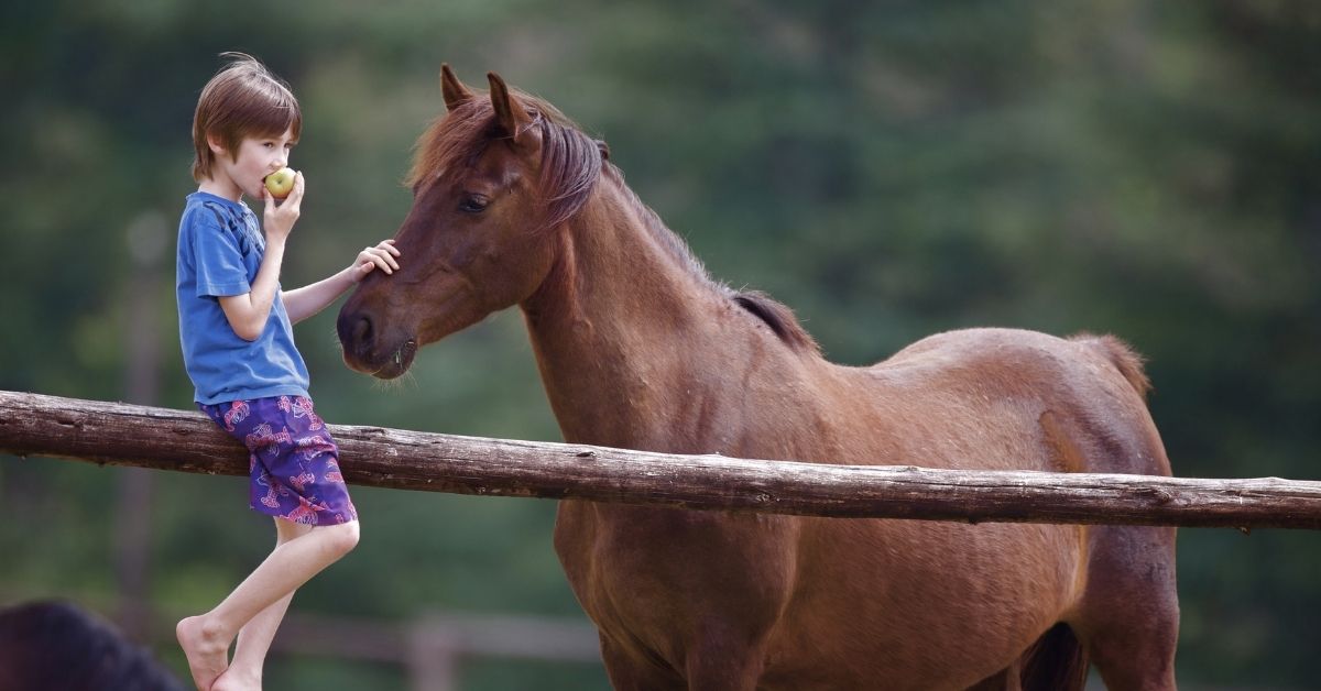 boy eating an apple and a horse