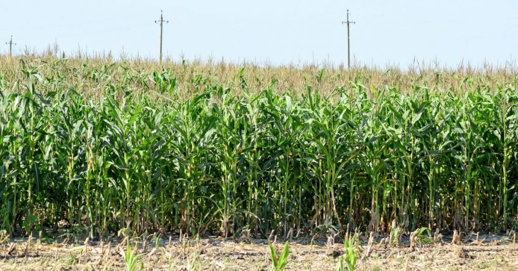 Can Horses Eat Corn? National Equine
