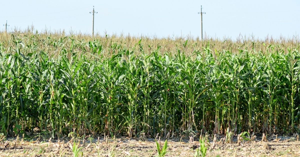 corn field