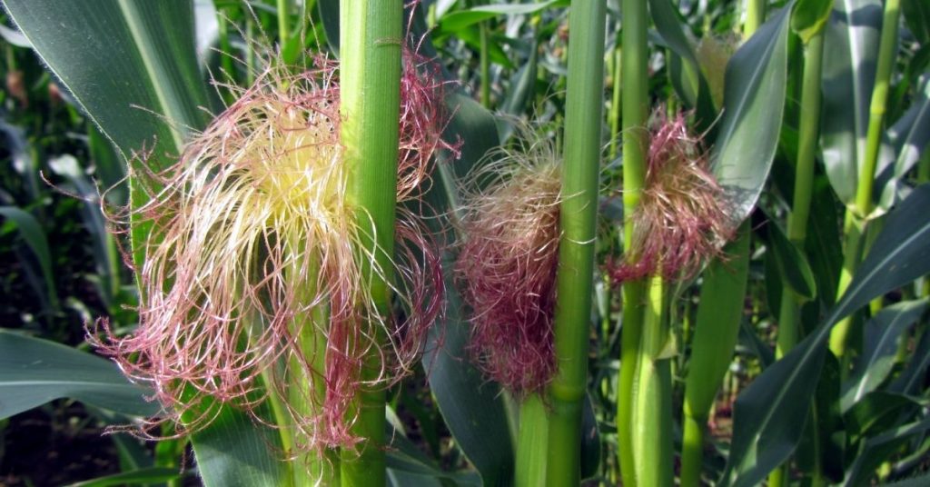 Can Horses Eat Corn? National Equine