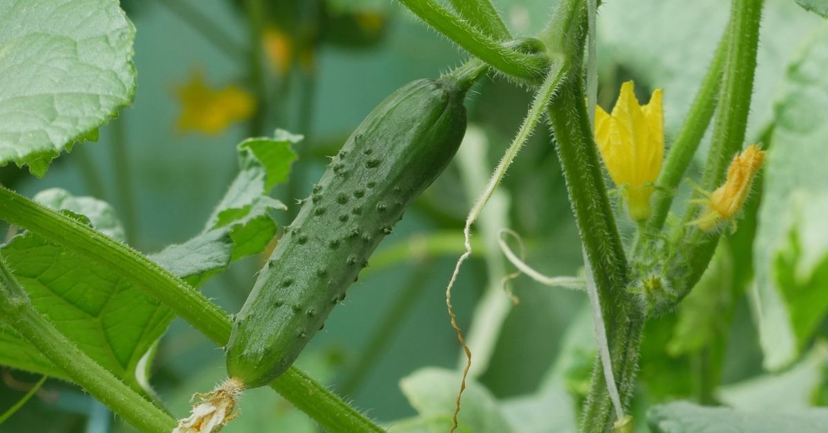 cucumber plant growing in garden