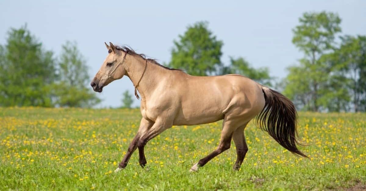 dun horse is running