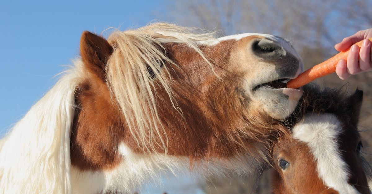 feeding horse carrot