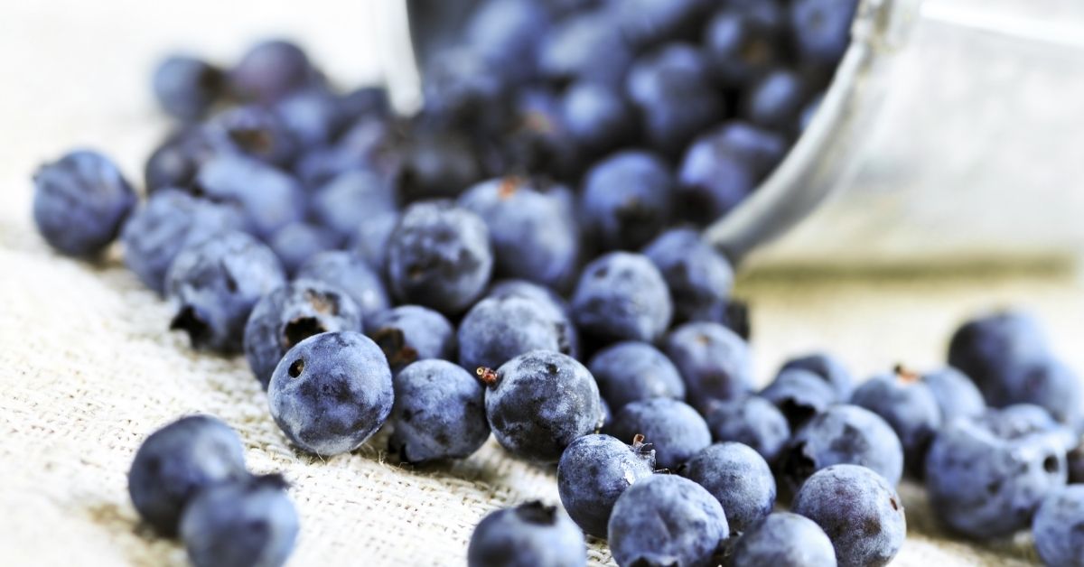 fresh blueberries spilling out of a pail close up