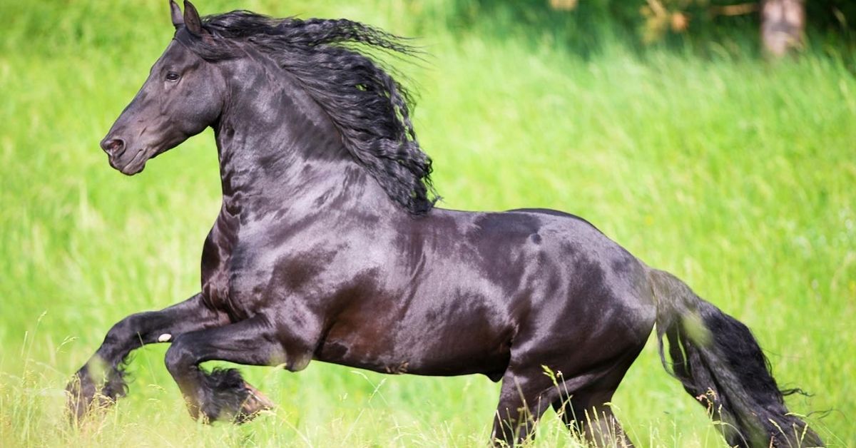 friesian horse is running